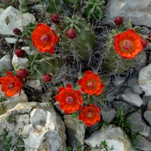 Blooming Cactuses